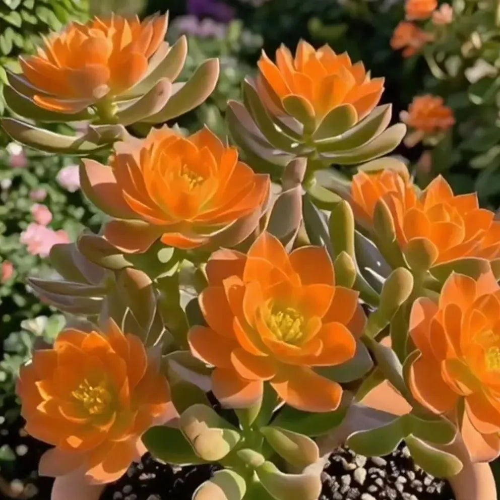 Purple Moon Orchid Bulbs - Mosquito Repellent Orchid | 🔥Buy 1 Get 1 Free🔥