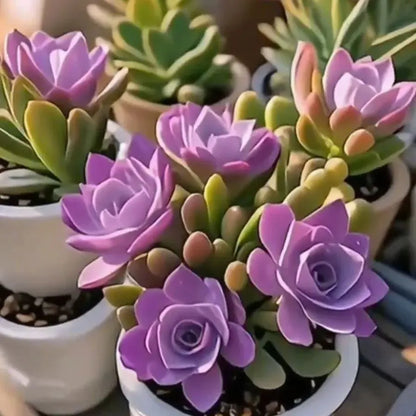 Purple Moon Orchid Bulbs - Mosquito Repellent Orchid | 🔥Buy 1 Get 1 Free🔥