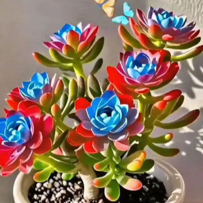 Purple Moon Orchid Bulbs - Mosquito Repellent Orchid | 🔥Buy 1 Get 1 Free🔥