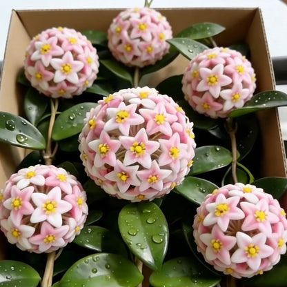 ✨Hoya Bulbs- Stars falling from the sky✨ | 🔥Buy 1 Get 1 Free🔥