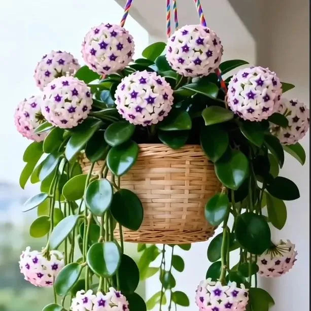 ✨Hoya Bulbs- Stars falling from the sky✨ | 🔥Buy 1 Get 1 Free🔥