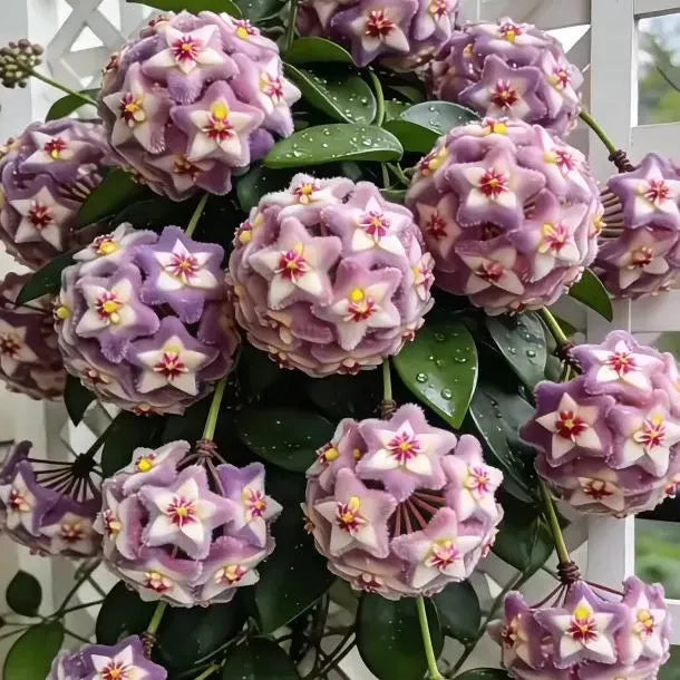 ✨Hoya Bulbs- Stars falling from the sky✨ | 🔥Buy 1 Get 1 Free🔥