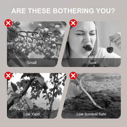 🍒Sweet cherry tree seeds🍒 | 🔥Buy 1 Get 1 Free🔥