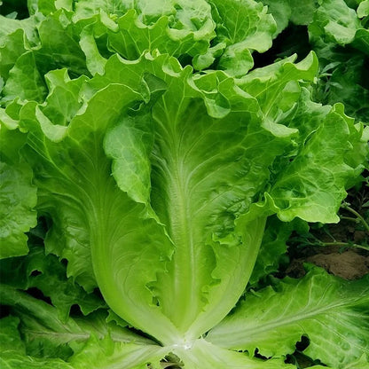 200 Lettuce seeds | 🔥Buy 1 Get 1 Free🔥