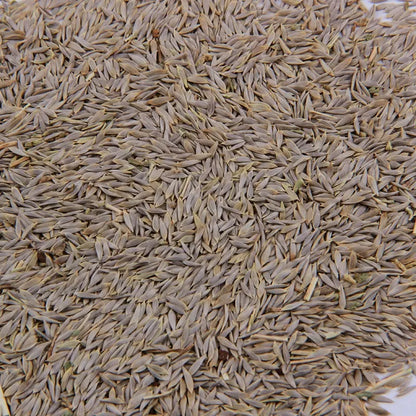 200 Lettuce seeds | 🔥Buy 1 Get 1 Free🔥