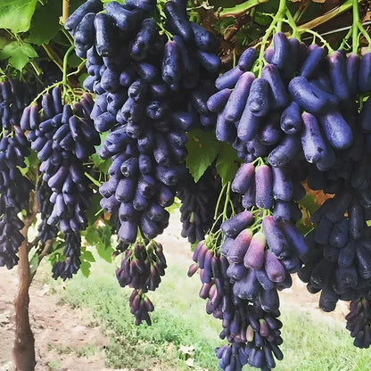 🍇 Fresh Sapphire Grapes | 🔥Buy 1 Get 1 Free🔥