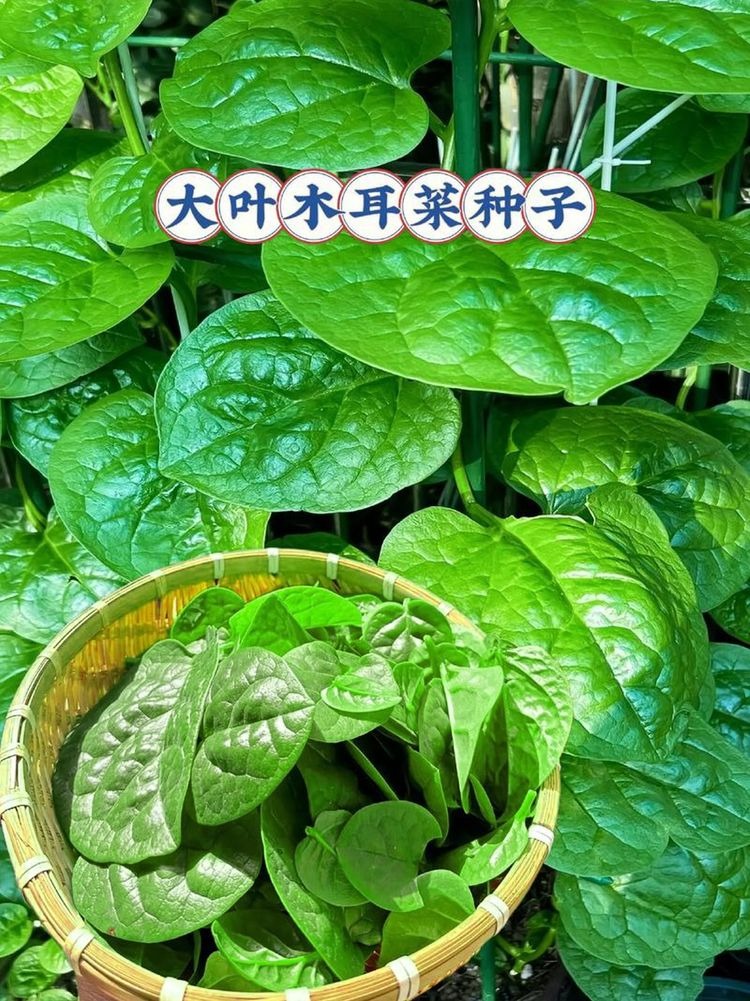 🌿 Malabar Spinach Seeds | 🔥Buy 1 Get 1 Free🔥