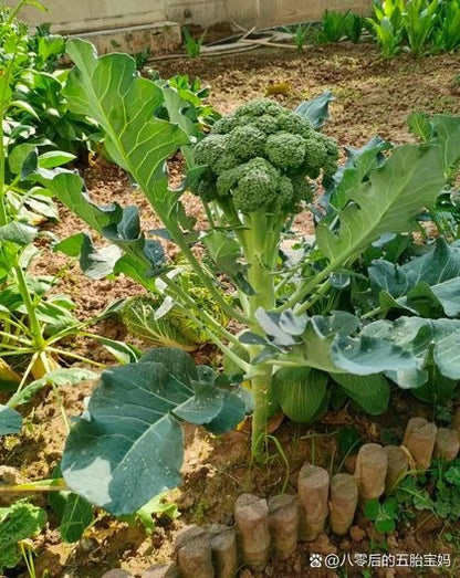 🥦 Broccoli Seeds | 🔥Buy 1 Get 1 Free🔥