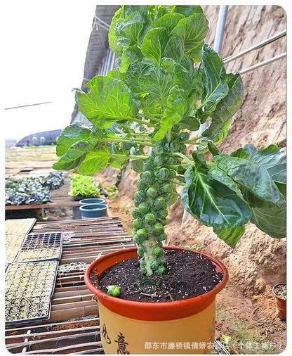 🥬 Mini Cabbage Seeds | 🔥Buy 1 Get 1 Free🔥