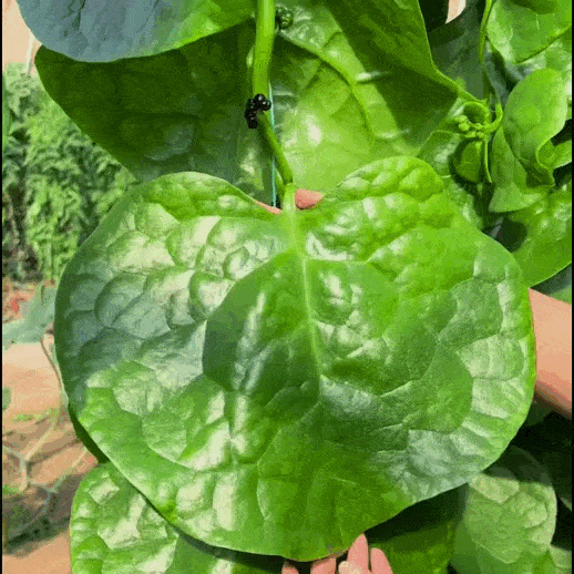 🌿 Malabar Spinach Seeds | 🔥Buy 1 Get 1 Free🔥