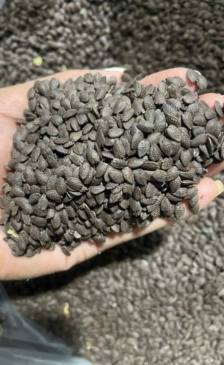 Sugarcane Seeds (High Yield) | 🔥Buy 1 Get 1 Free🔥