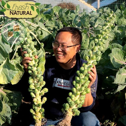 🥬 Mini Cabbage Seeds | 🔥Buy 1 Get 1 Free🔥