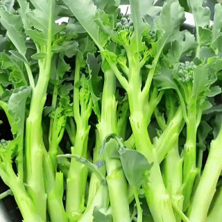 🥦 Broccoli Seeds | 🔥Buy 1 Get 1 Free🔥
