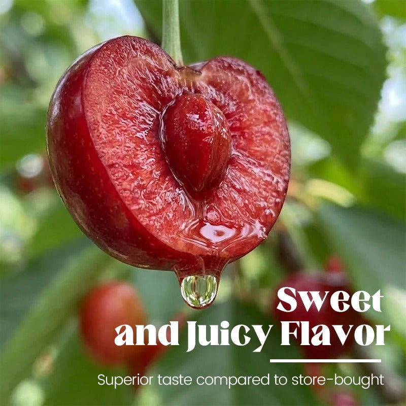 🍒Sweet cherry tree seeds🍒 | 🔥Buy 1 Get 1 Free🔥