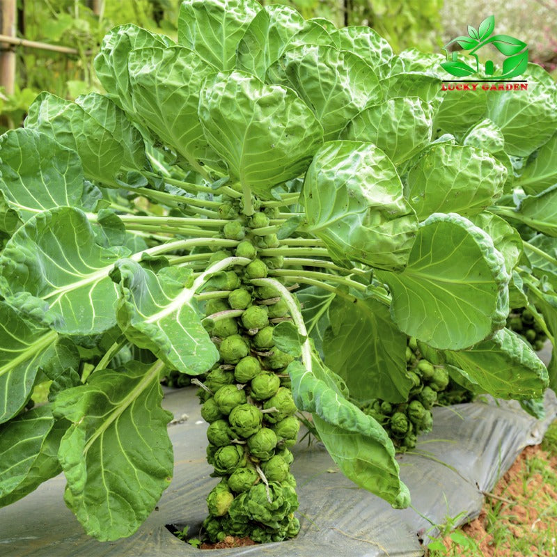 🥬 Mini Cabbage Seeds | 🔥Buy 1 Get 1 Free🔥