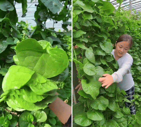 🌿 Malabar Spinach Seeds | 🔥Buy 1 Get 1 Free🔥