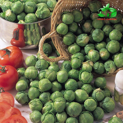 🥬 Mini Cabbage Seeds | 🔥Buy 1 Get 1 Free🔥