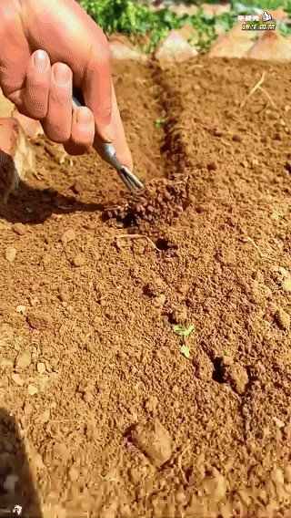 🥦 Broccoli Seeds | 🔥Buy 1 Get 1 Free🔥