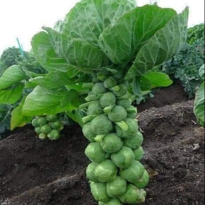 🥬 Mini Cabbage Seeds | 🔥Buy 1 Get 1 Free🔥