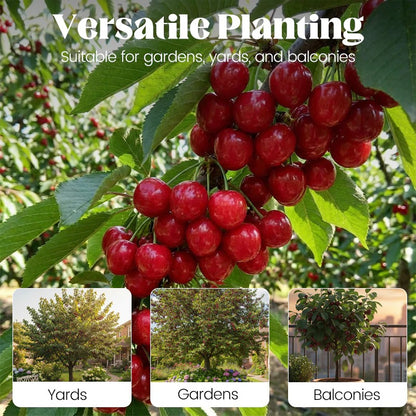 🍒Sweet cherry tree seeds🍒 | 🔥Buy 1 Get 1 Free🔥