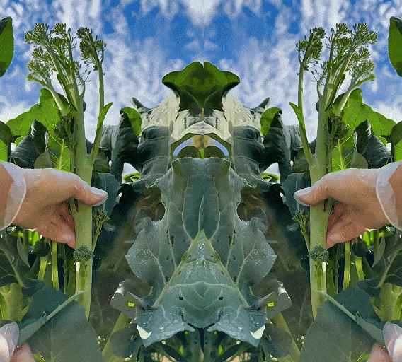 🥦 Broccoli Seeds | 🔥Buy 1 Get 1 Free🔥