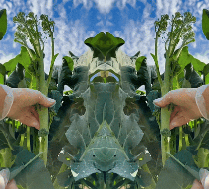 🥦 Broccoli Seeds | 🔥Buy 1 Get 1 Free🔥