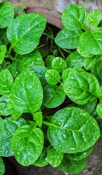 🌿 Malabar Spinach Seeds | 🔥Buy 1 Get 1 Free🔥