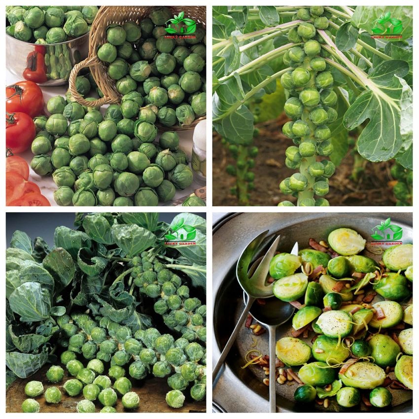 🥬 Mini Cabbage Seeds | 🔥Buy 1 Get 1 Free🔥