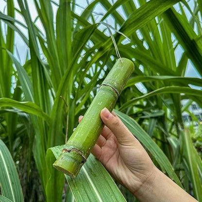 Sugarcane Seeds (High Yield) | 🔥Buy 1 Get 1 Free🔥