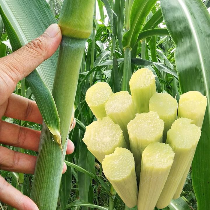 Sugarcane Seeds (High Yield) | 🔥Buy 1 Get 1 Free🔥