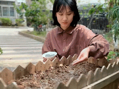 🥦 Broccoli Seeds | 🔥Buy 1 Get 1 Free🔥