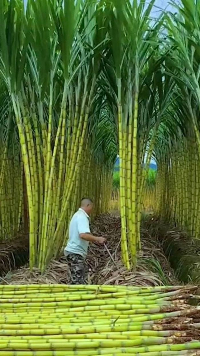 Sugarcane Seeds (High Yield) | 🔥Buy 1 Get 1 Free🔥
