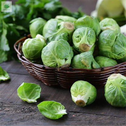 🥬 Mini Cabbage Seeds | 🔥Buy 1 Get 1 Free🔥