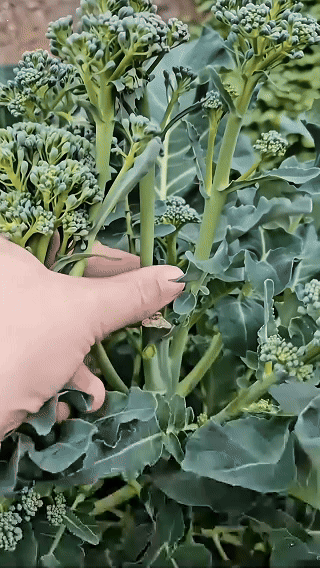 🥦 Broccoli Seeds | 🔥Buy 1 Get 1 Free🔥