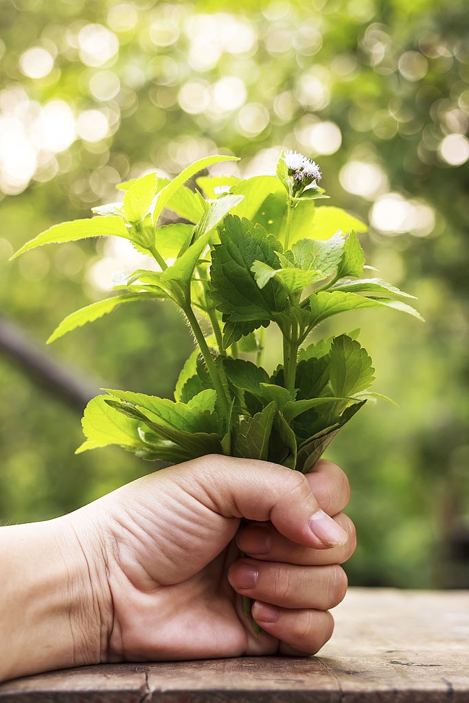 🌿 Malabar Spinach Seeds | 🔥Buy 1 Get 1 Free🔥