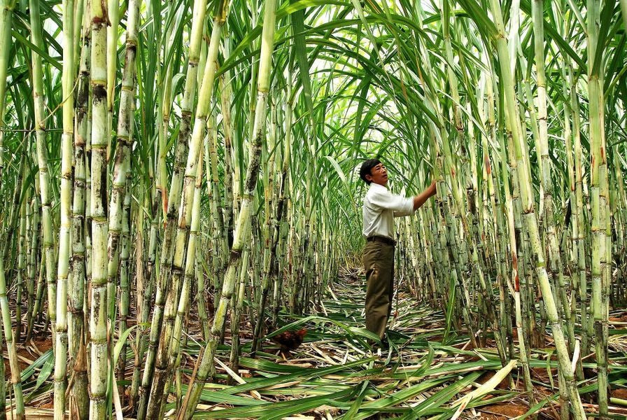 Sugarcane Seeds (High Yield) | 🔥Buy 1 Get 1 Free🔥