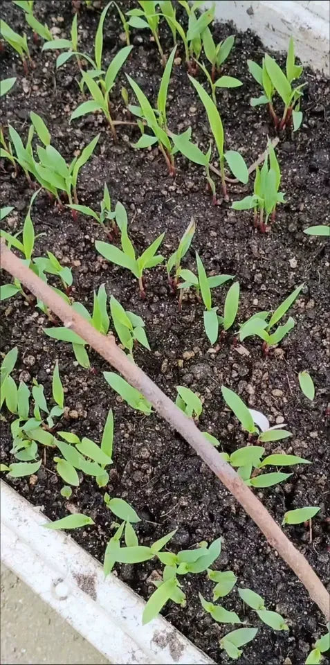 Sugarcane Seeds (High Yield) | 🔥Buy 1 Get 1 Free🔥