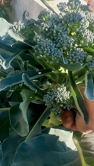 🥦 Broccoli Seeds | 🔥Buy 1 Get 1 Free🔥