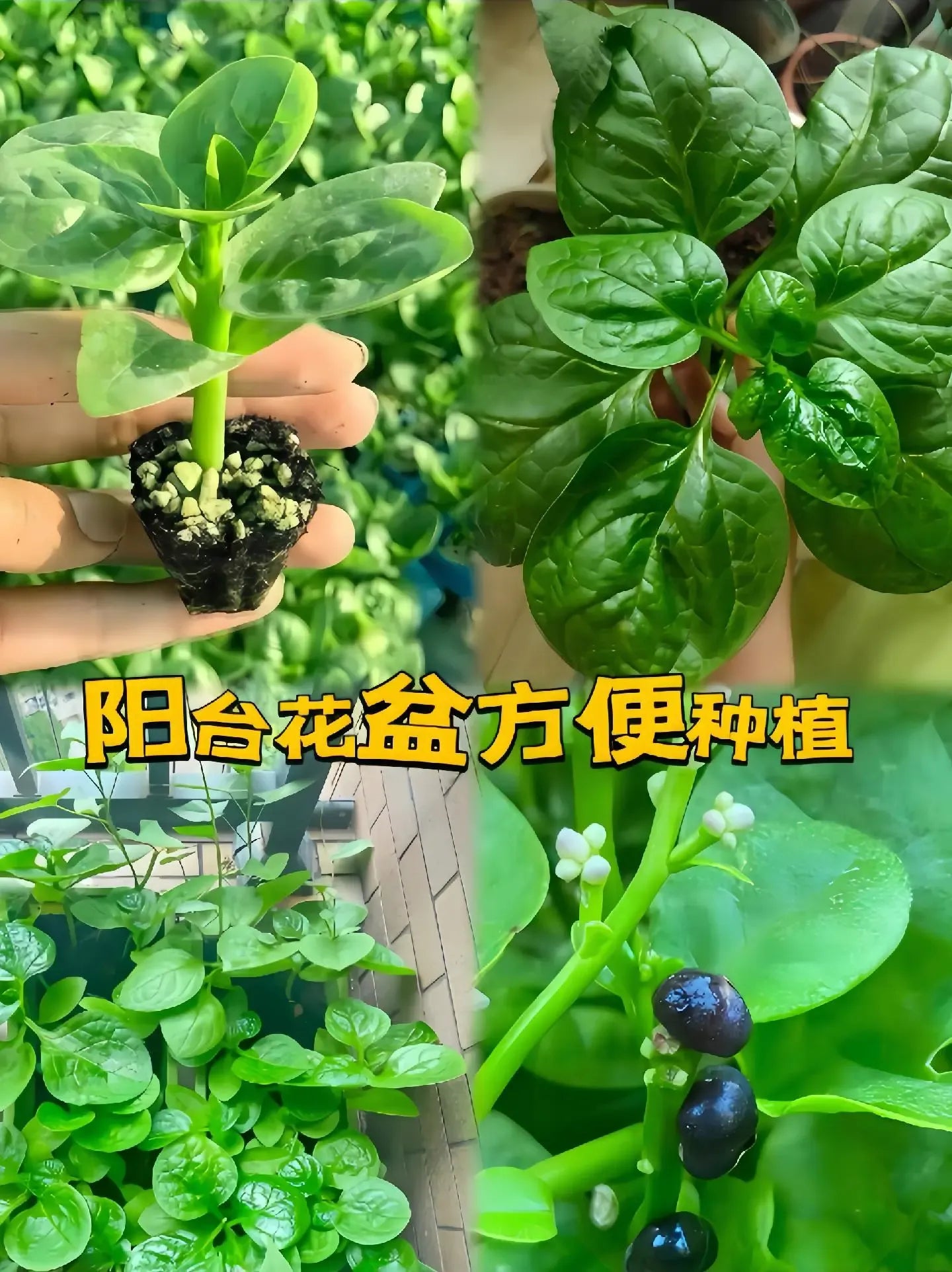 🌿 Malabar Spinach Seeds | 🔥Buy 1 Get 1 Free🔥