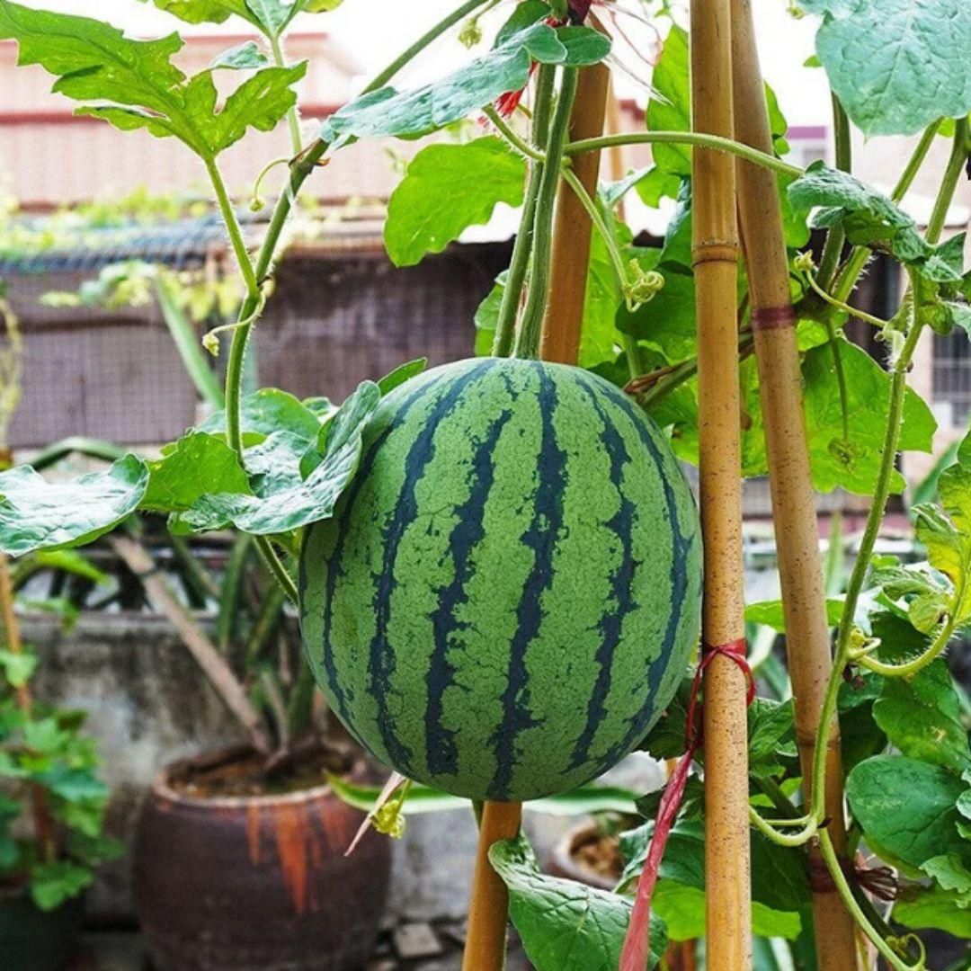 Potted small watermelon seeds | 🔥Buy 1 Get 1 Free🔥