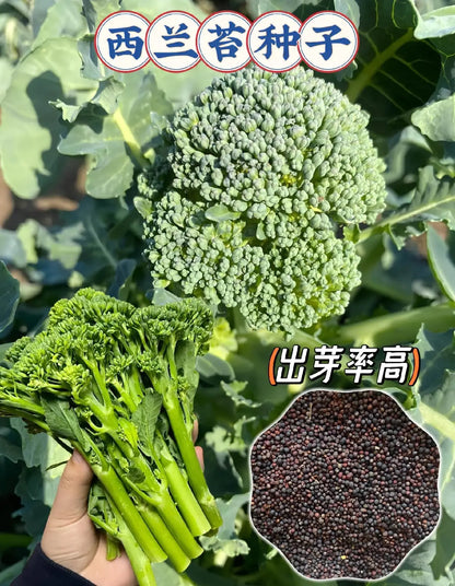 🥦 Broccoli Seeds | 🔥Buy 1 Get 1 Free🔥