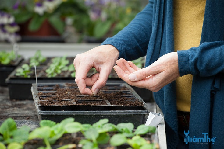 🌿 Malabar Spinach Seeds | 🔥Buy 1 Get 1 Free🔥