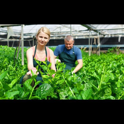 🌿 Malabar Spinach Seeds | 🔥Buy 1 Get 1 Free🔥
