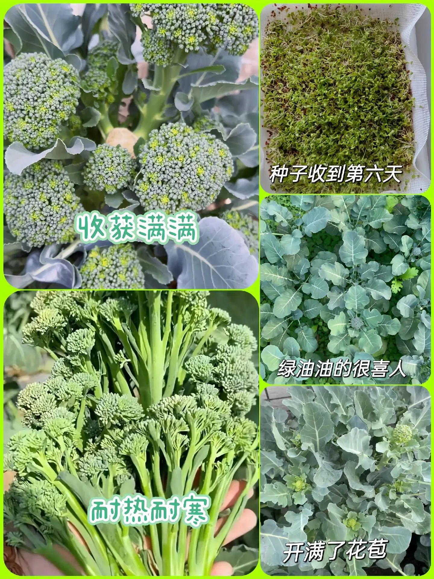 🥦 Broccoli Seeds | 🔥Buy 1 Get 1 Free🔥