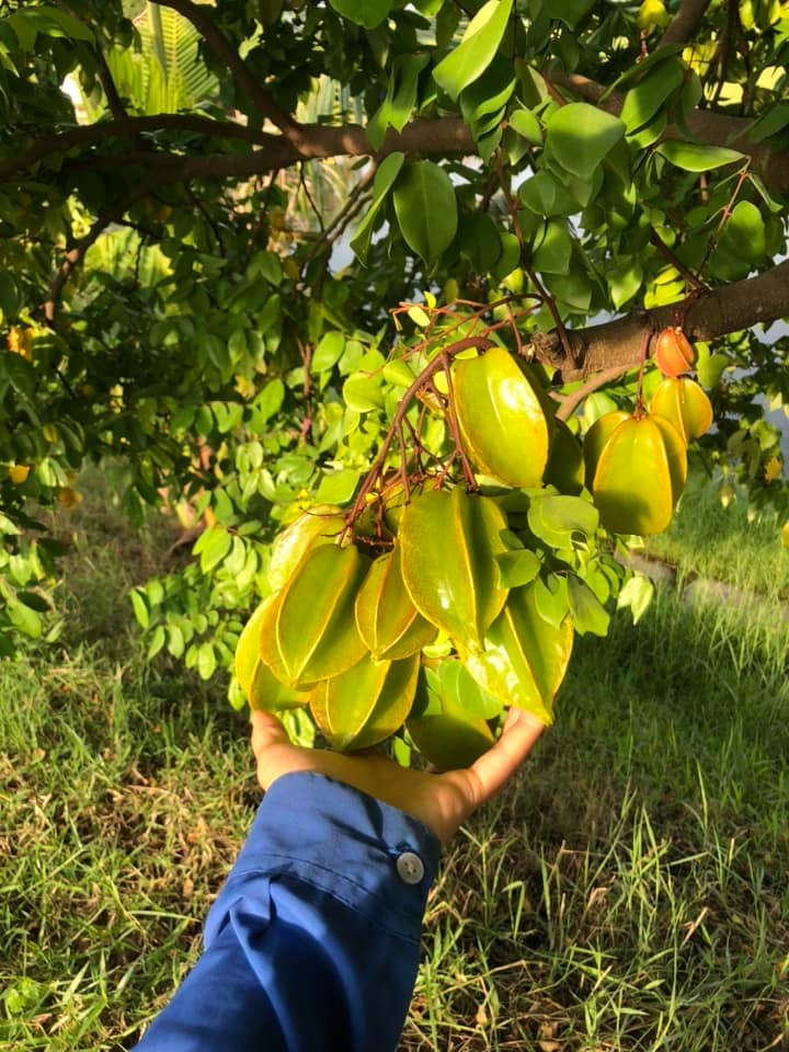 🌱 F1 Japanese Super Sweet Balimbing Seeds | 🔥Buy 1 Get 1 Free🔥