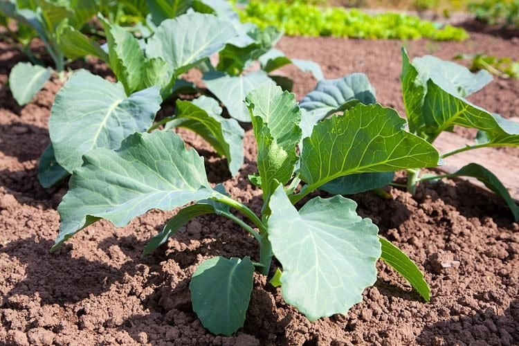 🥦 Broccoli Seeds | 🔥Buy 1 Get 1 Free🔥