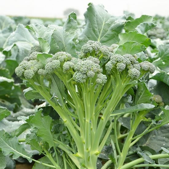 🥦 Broccoli Seeds | 🔥Buy 1 Get 1 Free🔥