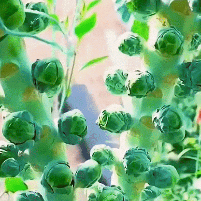 🥬 Mini Cabbage Seeds | 🔥Buy 1 Get 1 Free🔥