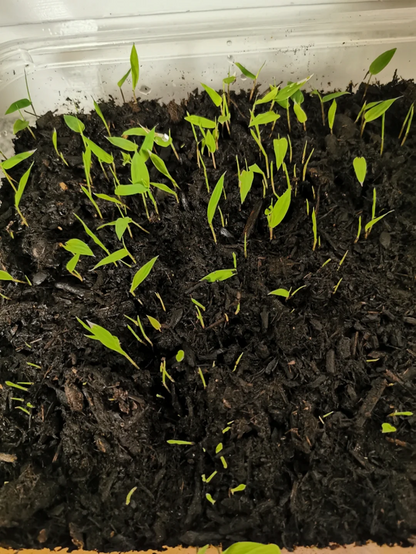 Sugarcane Seeds (High Yield) | 🔥Buy 1 Get 1 Free🔥