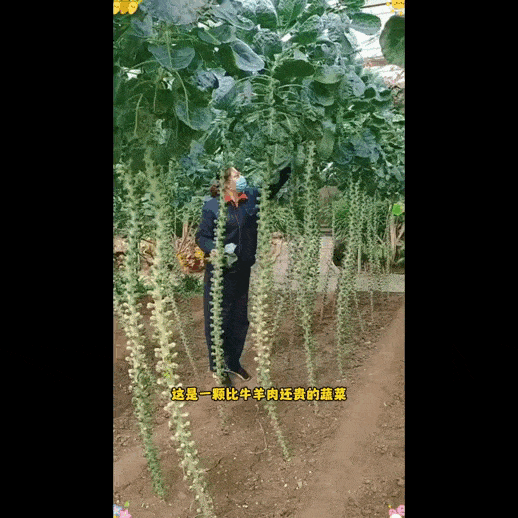 🥬 Mini Cabbage Seeds | 🔥Buy 1 Get 1 Free🔥